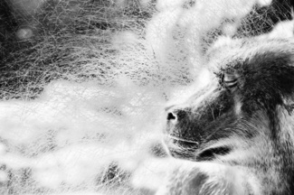 Baboon