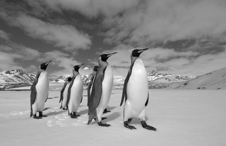 King Penguins