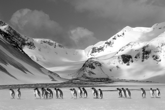 March of The Kings