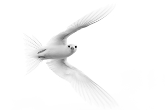 The Messenger