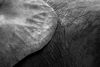 Elephant Patterns