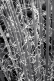 Agave Abstract