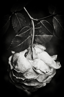 The Rose