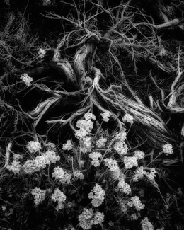 Death's Hand BW