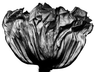 Poppy (A)