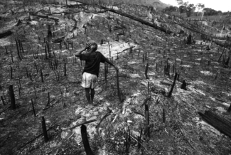 Amazon Destruction