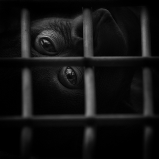 Behind Bars