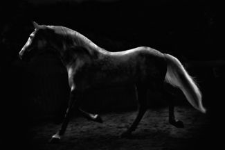 el caballo