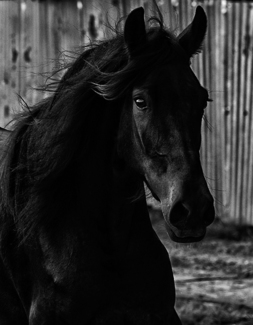 La Negra