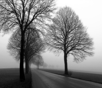 Foggy day
