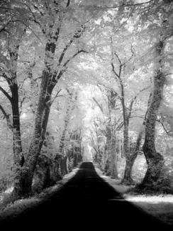 Wonderland