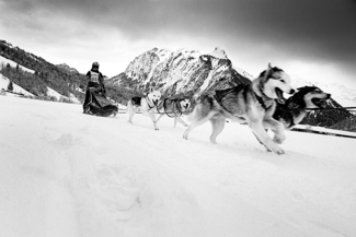 Sleddogs