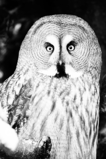 Snow Owl