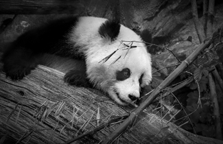 Giant Panda Snacktime #2