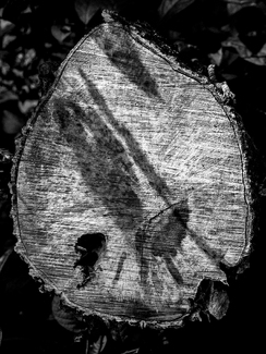 Log Shadow