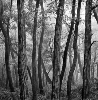 locus trees