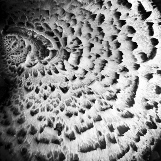 Mushroom