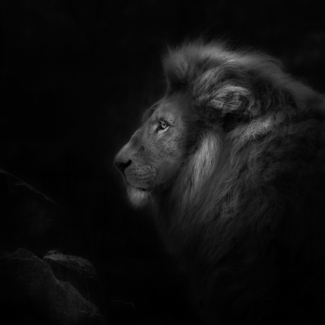 Royalty