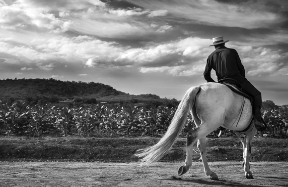 Litto and the Stallion