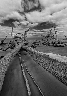 Fallen Trees