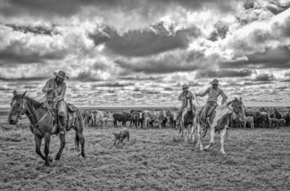 Cowboys Roping