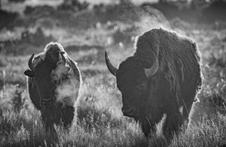 Bison