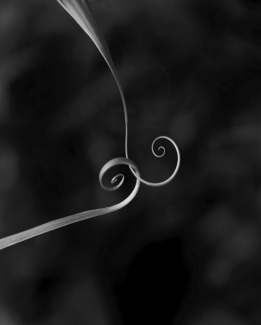 Vines