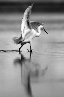 Dancing Egret