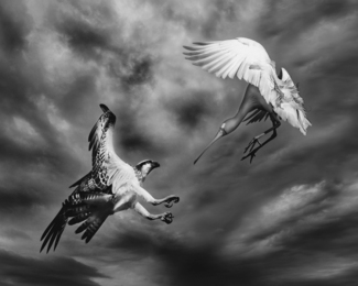 Near Miss