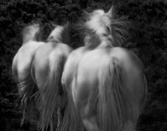 Wild Horses