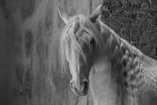 Lusitano