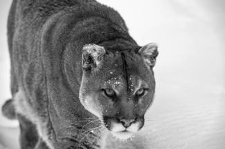 Cougar