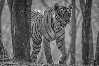 Bengal Tiger