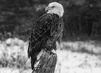 Eagle