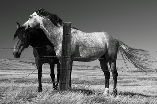 The Guardian