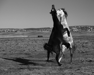 The Love Dance