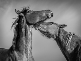 Love Bite