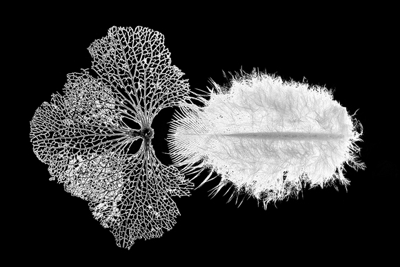 Leafy_feather
