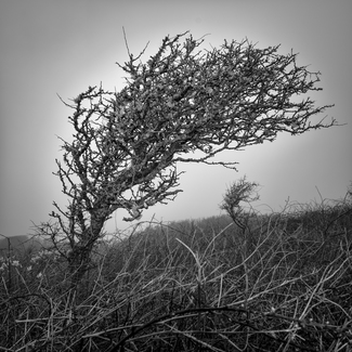 Prevailing - Study 1