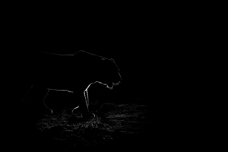 Leopard at Night