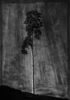 Tall Trees