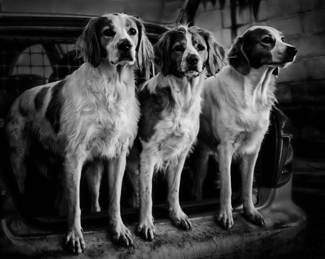 Three Dogs