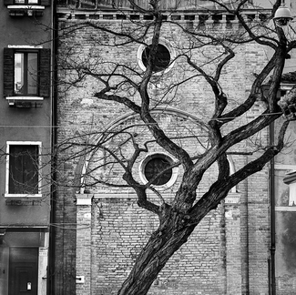 City Tree