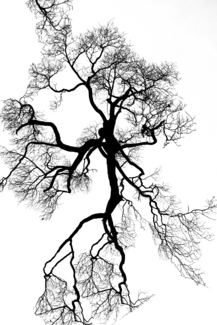dancing tree
