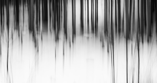 winter forest 1