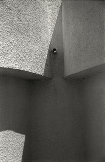 Strange Bird