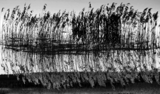 Sedge