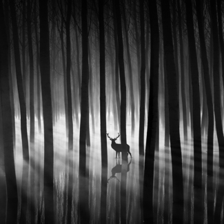 Untitled (2)