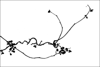Happy Branch