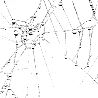 The Web